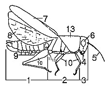 Foam Park Hopper