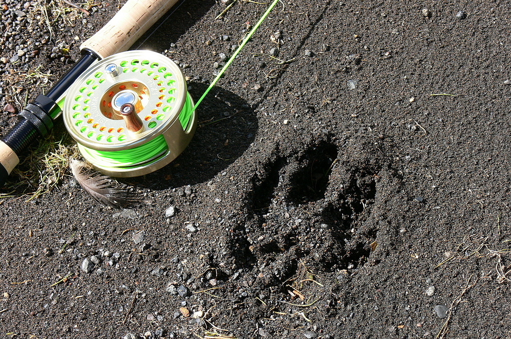 Puma tracks on the southe