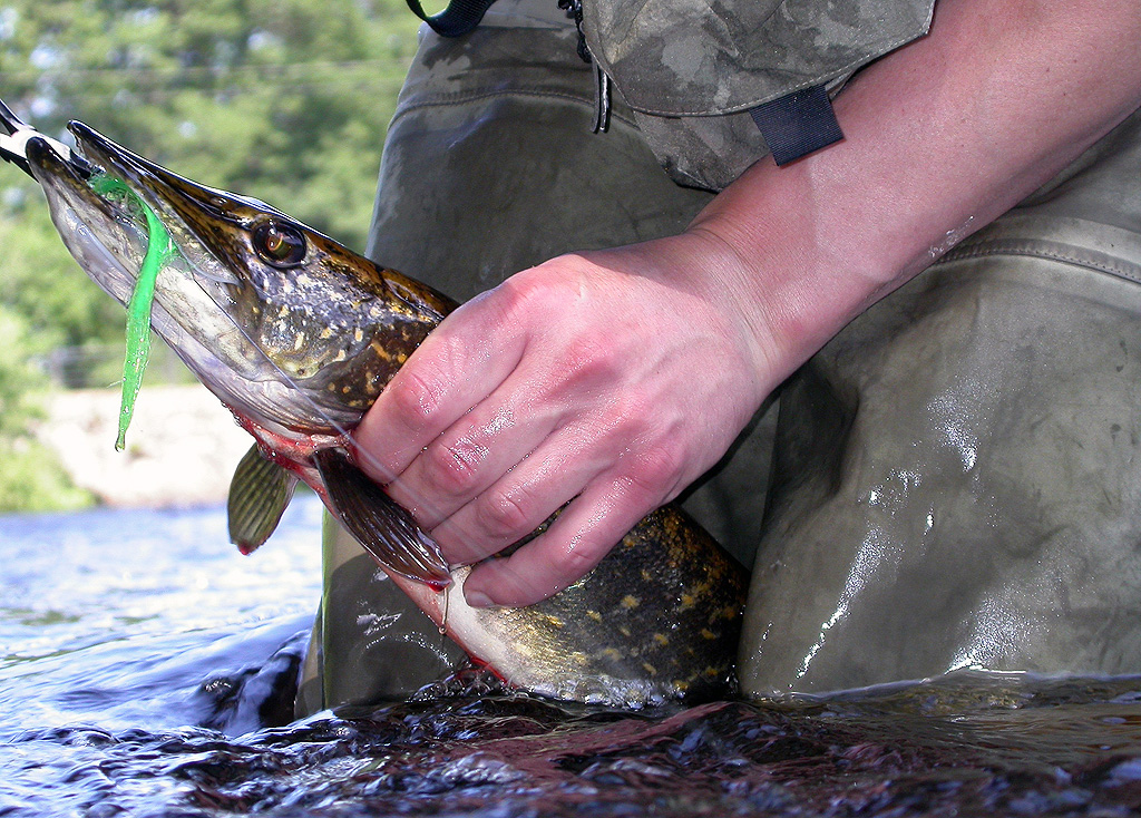 How To Handle and Unhook Pike 