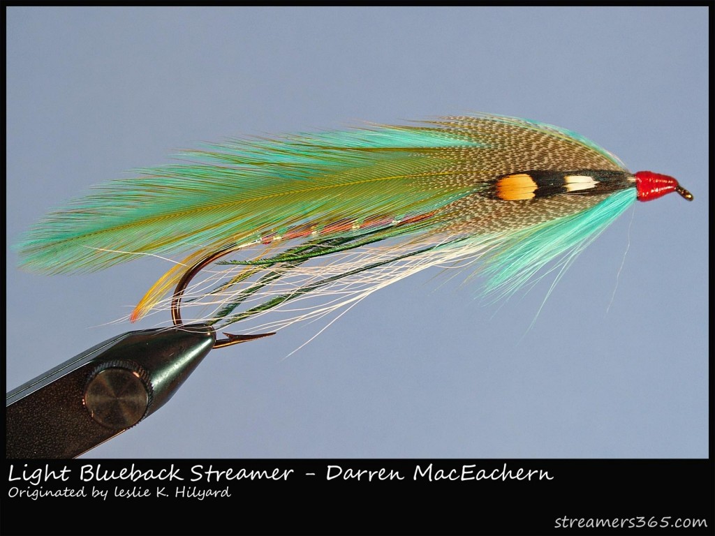 Light-blueback-Streamer