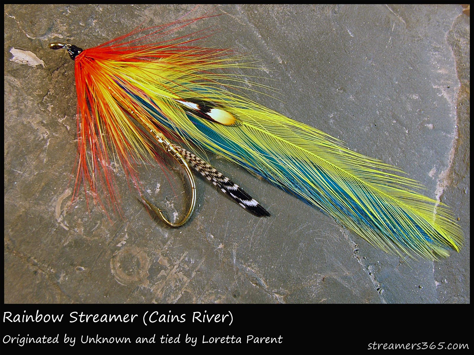36 - Rainbow (Cains River), Global FlyFisher