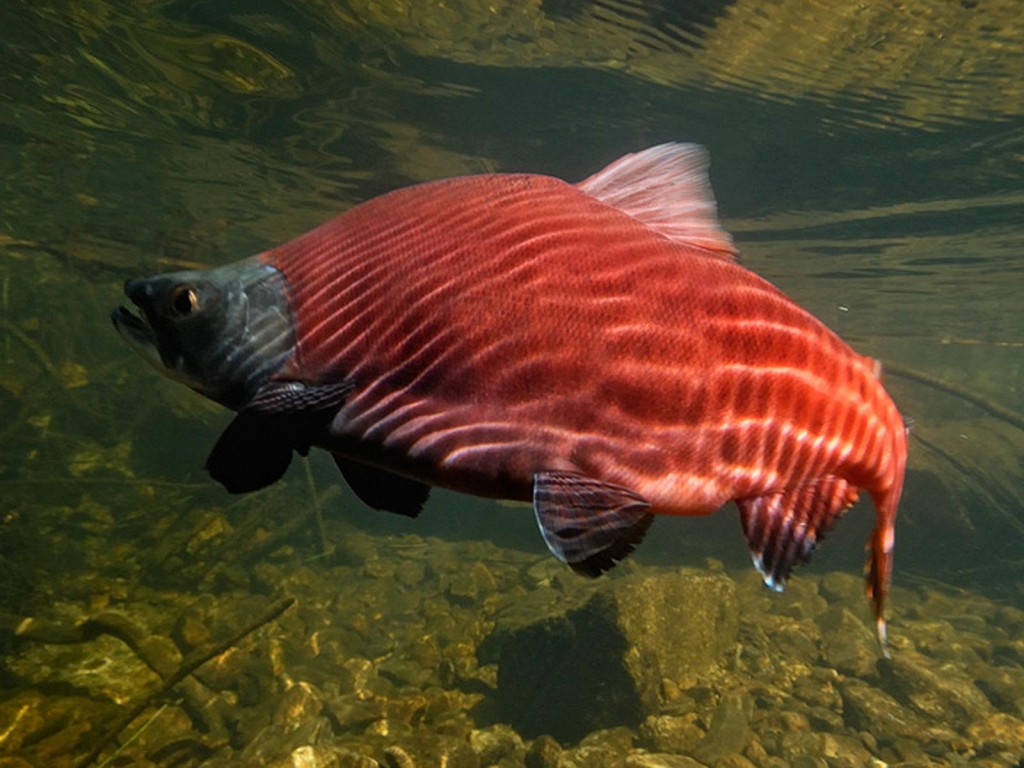 Kokanee Salmon Â © Graham Owen.