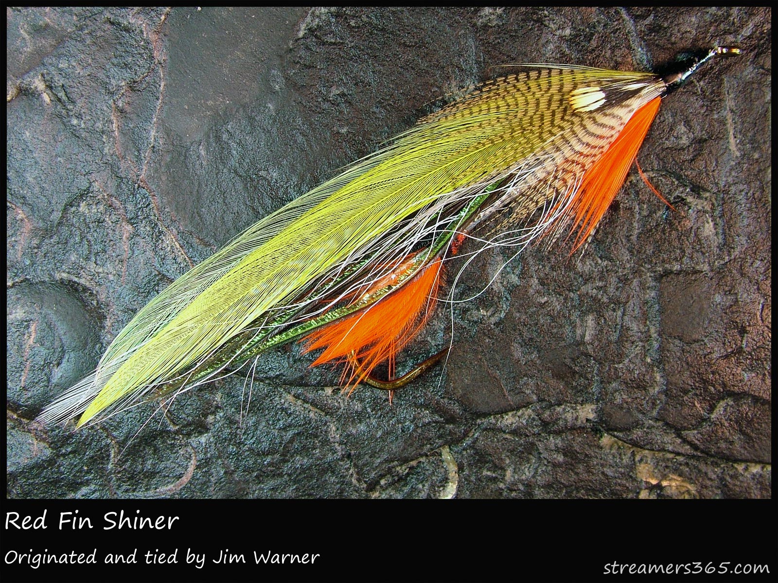 220 - Red Fin Shiner, Global FlyFisher