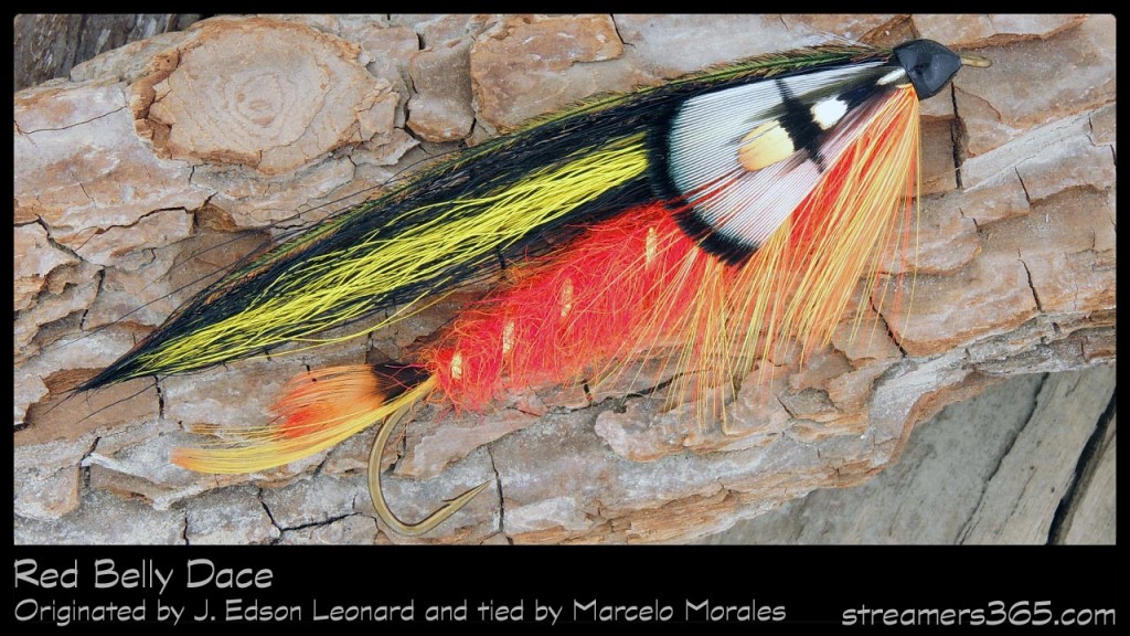 #48-2013 Red Belly Dace by Marcelo Morales