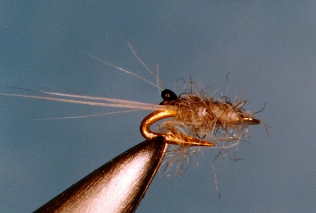Ginger Quill | Global FlyFisher