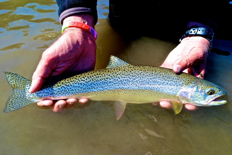 Sea Run Cutthroat Trout Fishing Vancouver Island