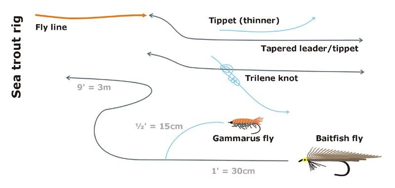 What Fly Line Setups For Trout Should You Use?