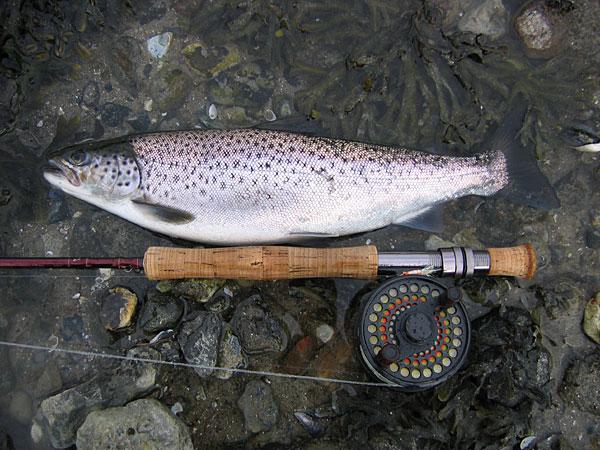 Typical fjord sea trout | Global FlyFisher