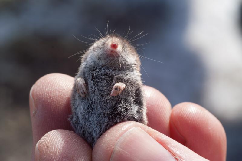 smallest mouse ever