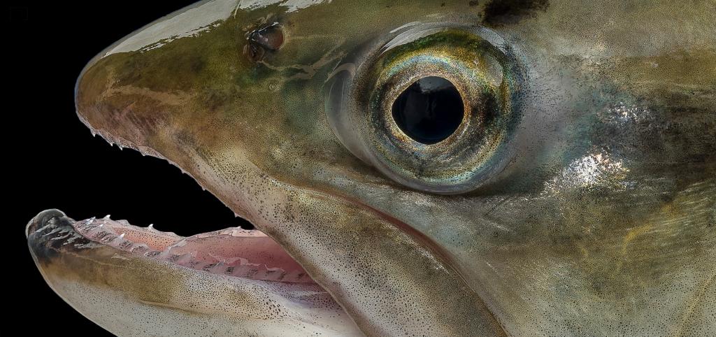 Trout Eyes