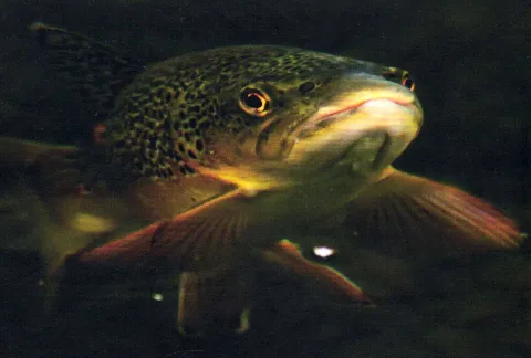 The Flies That Trout Prefer