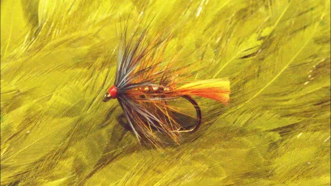 Video thumb for Muirhead Bumble
