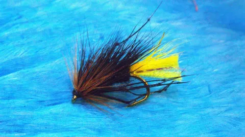 Video thumb for Sunburst Kate Sedgehog