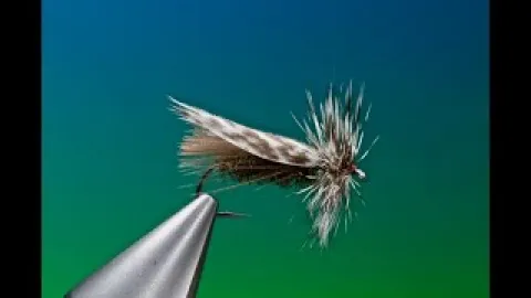 Video thumb for Slow Water Caddis