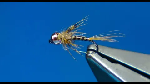 Video thumb for Tan & Copper Winter Bug