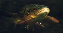 The Flies That Trout Prefer