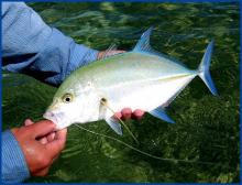 Uh Oh, No O'io! (Bonefish Hawaii) - Tail Fly Fishing Magazine