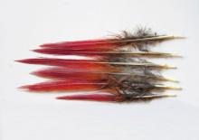 Fly Tying Materials - Feathers  Ashland Fly Shop Tagged golden pheasant  tippets