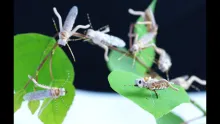 Video thumb for Tomsu's Supreme Hopper