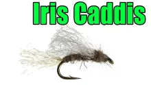 Video thumb for Iris Caddis