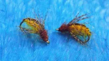 Video thumb for Amber Sedge Pupa
