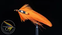 Video thumb for All Orange