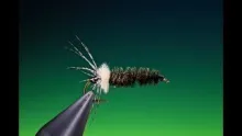 Video thumb for House builder caddis larva