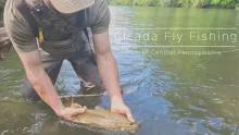 Video thumb for Trout and Bass Can't Resist These 17-Year Cicadas