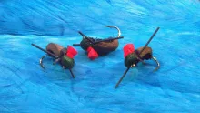 Video thumb for Coch Y Bonddu Beetle