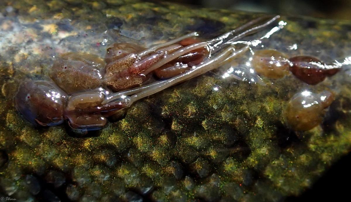 Sea lice Global FlyFisher