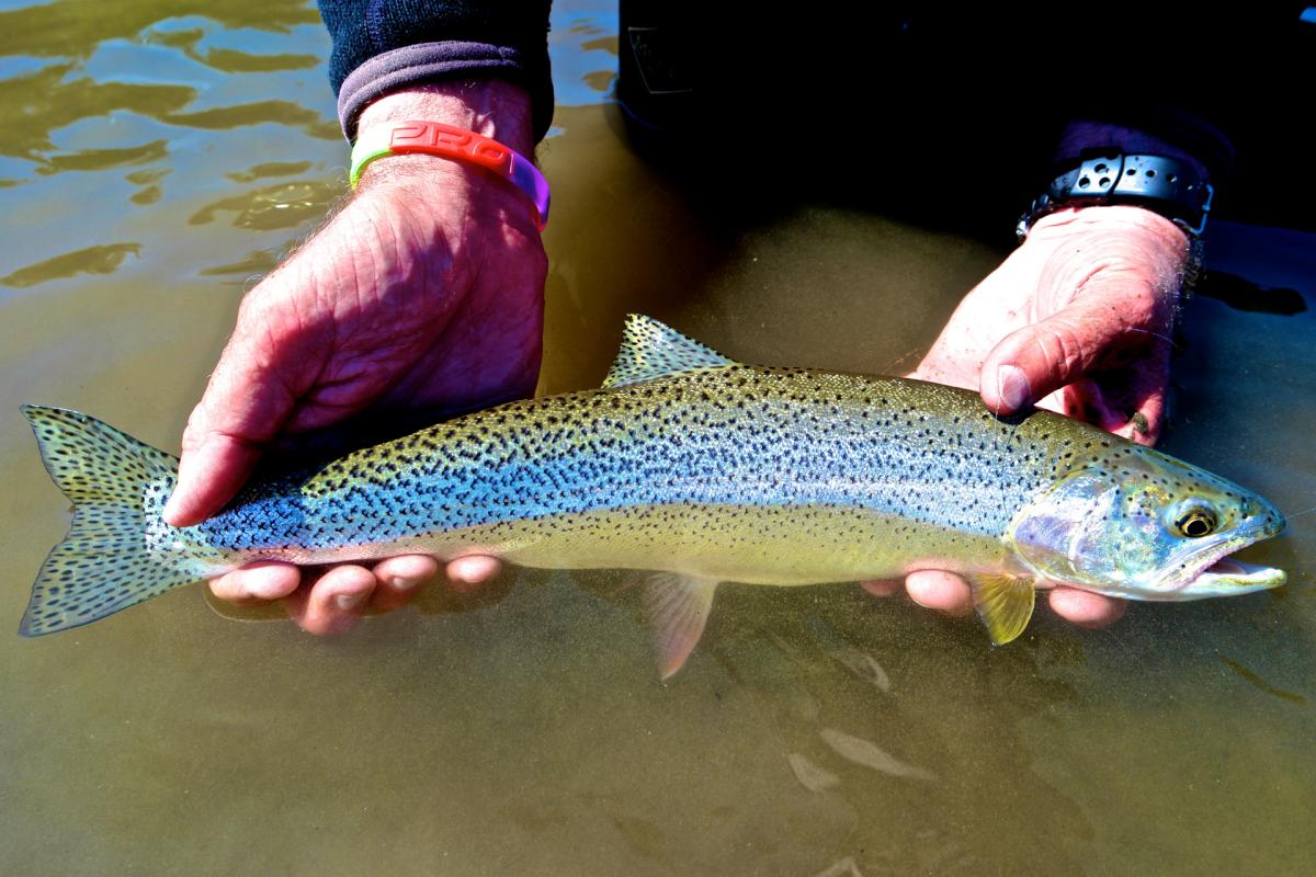 Sea run cutthroat Global FlyFisher Sea run cutthroat Global FlyFisher