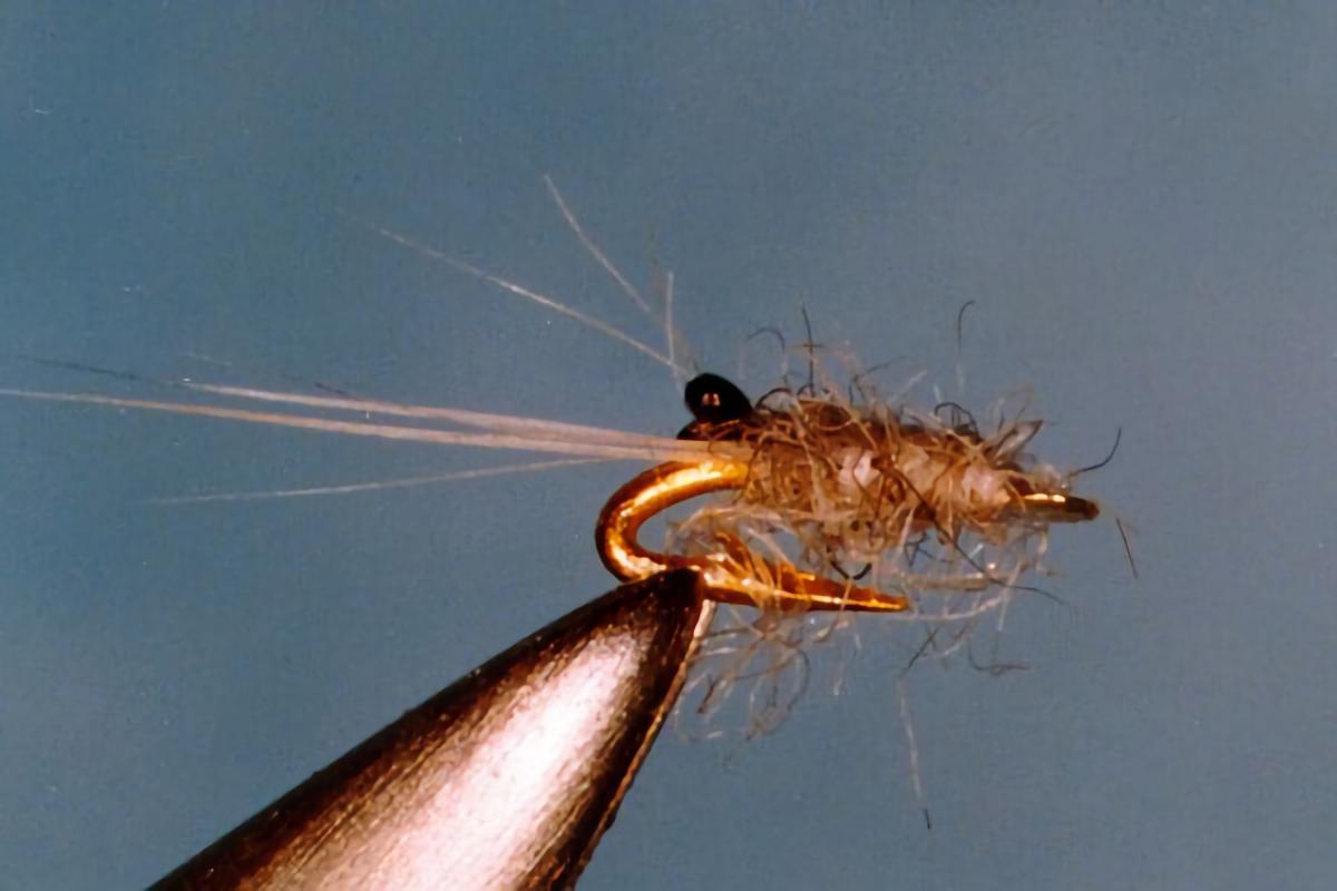 The Needle Shrimp | Global FlyFisher