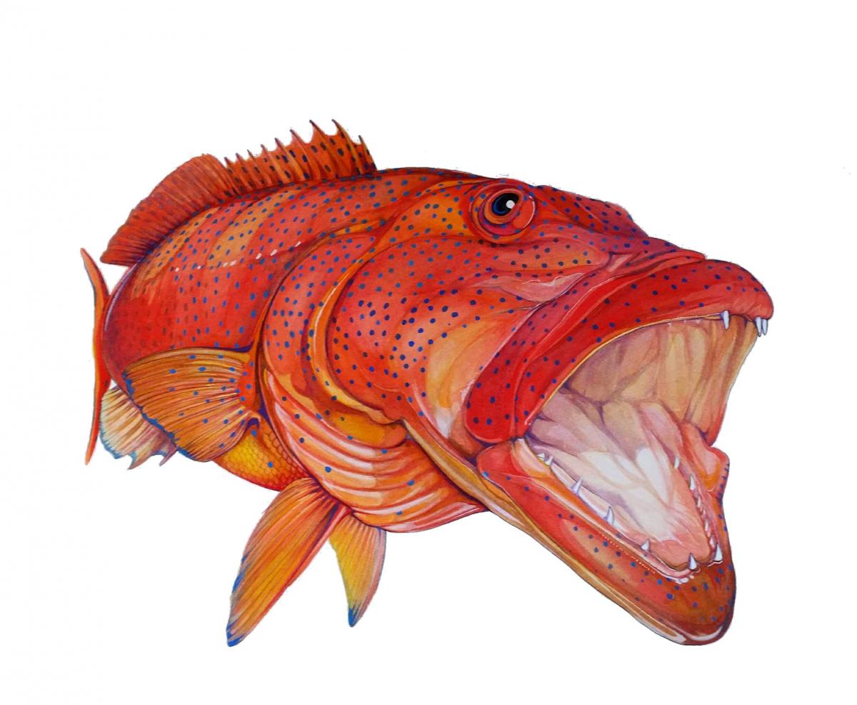 Coral trout Global FlyFisher