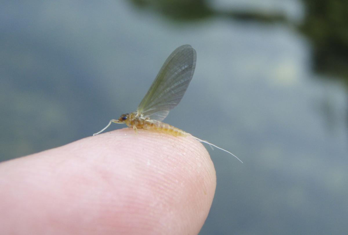 Realistic Elk Wing Sulphur Mayfly