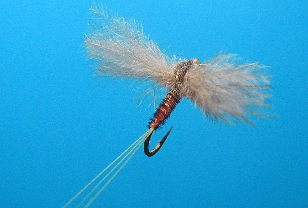 Matching the BWO hatch Global FlyFisher Flies fitting the