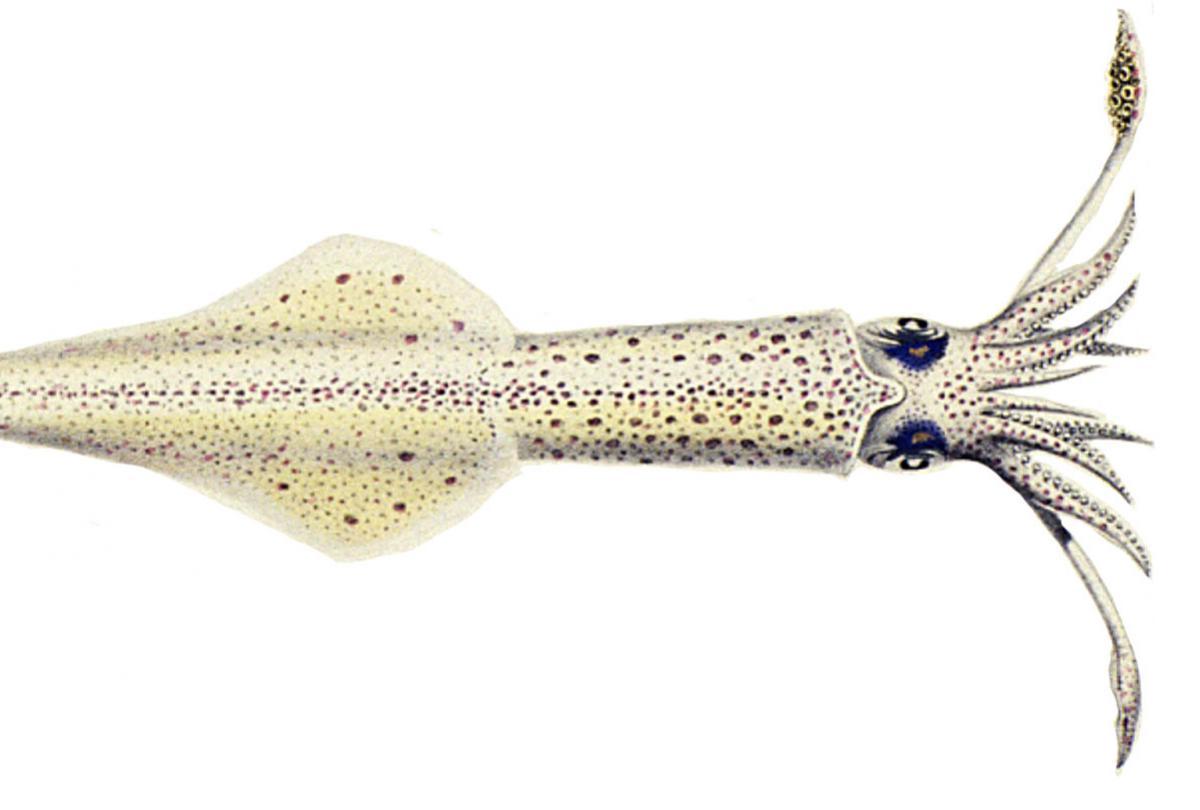 squid-patterns-global-flyfisher-how-to-tie-a-squid-fly-pattern-cephalopods-squids-and