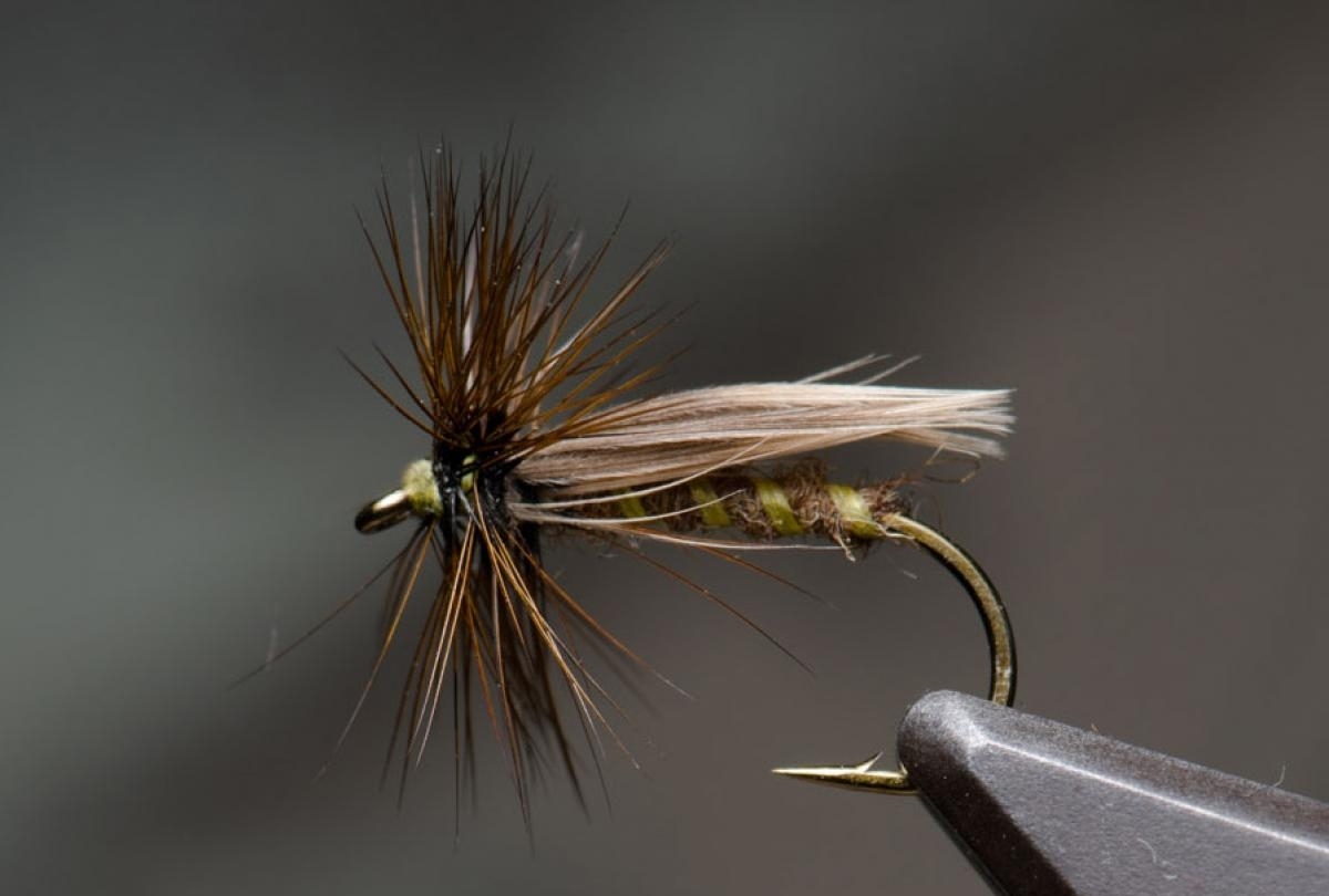 This fly is NOT called Europe!, Global FlyFisher