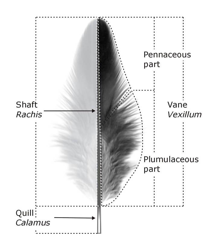 Basic feather structure Global FlyFisher