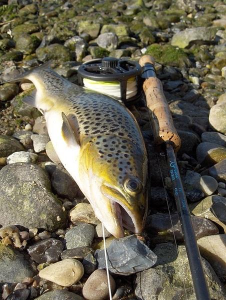 Fjord Trout. | Global FlyFisher