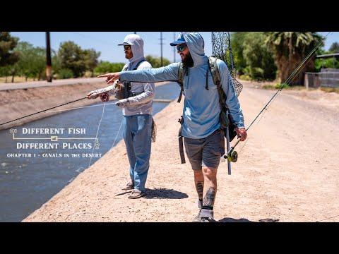 Desert Carping in Phoenix Canals - Fly Fisherman