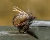 Brown Sedgeetle