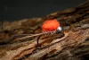 Tufty fly