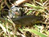 User submitted picture: A Wild Brown one of many ...