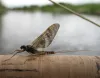 User submitted picture: Rithrogena germanica