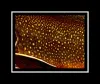 User submitted picture: Fontinalis, Nikon F70, Zo...