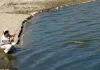 User submitted picture: Common carp