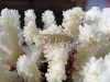 User submitted picture: My Shrimp pattern, good f...