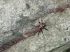 User submitted picture: Realistic Adult Stonefly 