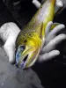 User submitted picture: Pure Gold. A beautiful br...