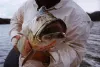 User submitted picture: Huge Peacock Bass are not...